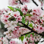 Cherry Blossom Festival Turns Macon Georgia Pink