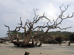 Driftwood Beach driftwood