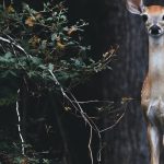 Whitetail Deer in Georgia